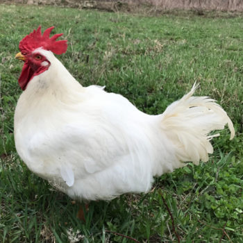 Cornish Cross Chicken